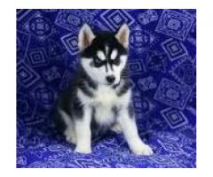 Siberian Husky Puppies For Sale