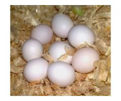 Fresh and fertile  parrots eggs available