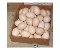 Parrots And Fertile Parrot Eggs For Sale