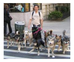 2 Hour Midday 3-5 Mile Group Dog Walks only $22 (Midtown West, NYC)