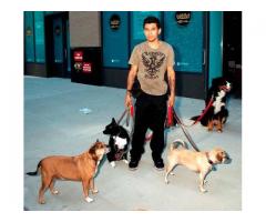 NYC Premier Dog Walker BEST in dog walks/pet sitting. (Astoria, NYC)