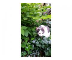 LOST GRAY & WHITE MALE CAT (KENSINGTON, MY)