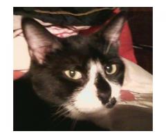 MISSING TUXEDO CAT WITH FUR DOT ON FACE (Brooklyn Heights/ALL OVER NYC)
