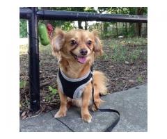 LOST DOG- TAN YORKIE CHIHUAHA MIX (College Point, Queens, NYC)