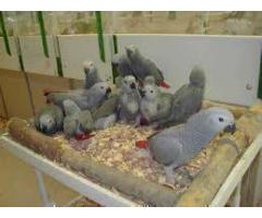 We have available Healthy Babies parrots and fertile parrot eggs for sale