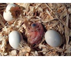 fertile and ready to hatch species of parrot eggs for sale