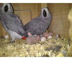 Offer Parrots and  fertile eggs  Available text (929) 333-7068