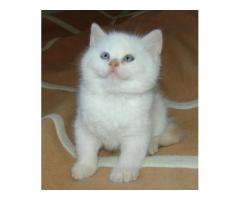 SCOTTISH FOLD KITTENS FOR SALE