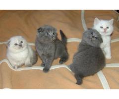 FGHN SCOTTISH FOLD KITTENS FOR SALE CONTACT (667) 217-2922