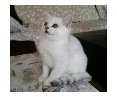 SCOTTISH FOLD KITTENS FOR ADOPTION CONTACT (667) 217-2922