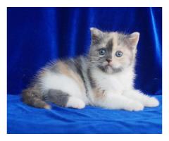 SCOTTISH FOLD KITTENS FOR ADOPTION CONTACT (667) 217-2922