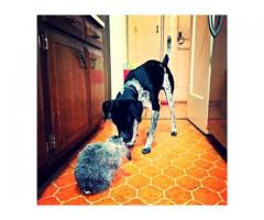 DOG for Adoption (German Shorthaired Pointer) - $150 (brooklyn, NYC)