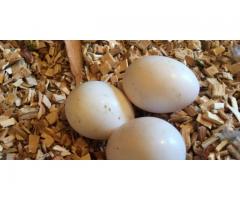 Fresh Fertile Parrots Eggs And Parrots For Sale