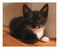 Adorable tuxedo kitten ready for rehoming