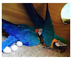 Parrots and Fertile eggs,Ostrich Eggs text now (901) x 563 x 2925