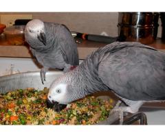 african grey parrots, cockatoo,macaw and eggs available