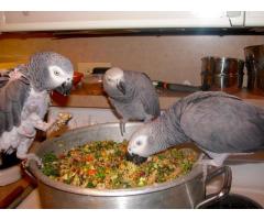 african grey parrots, cockatoo,macaw and eggs available