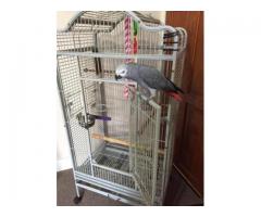 african grey parrots, cockatoo,macaw and eggs available