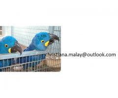 Blue and Gold Macaw Now Available
