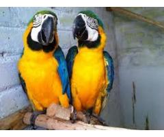 Blue and Gold Macaw Now Available