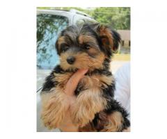 Teacup Yorkie puppies