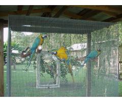 fresh Fertile Parrot Eggs and Parrots Chicks for sale