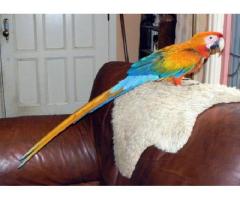 parrots and fertile parrot eggs for sale (267) 368-7695