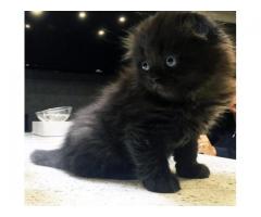 Long hair Scottish fold/straight kittens