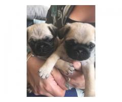 Beautiful Pug Pups For Sale Ready On 28th June