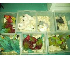 Fertile parrot eggs and weaned babies for sale