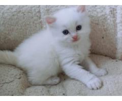 RAGDOLL KITTENS. D U E !! GCCF REGISTERED