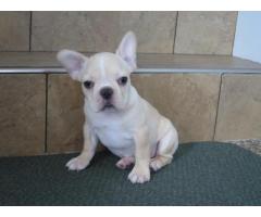 Sweet Teacup French bulldog puppies