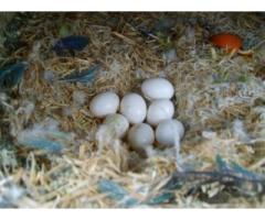 Parrots And Fertile Eggs Available - For sale