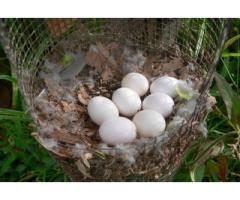 Parrots And Fertile Eggs Available - For sale