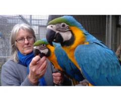 Charming Blue And Gold Macaw