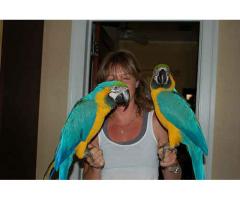 charming Blue And Gold Macaw For
