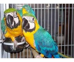 Blue and Gold Macaws Catalina Macaws Scarlet Macaws Hyacinths Macaws