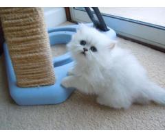 Adorable Well Trained Persian Kittens Available For Pet Homes