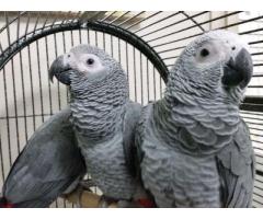 Female African grey parrot for adoption