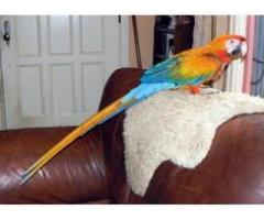 Catalina Macaws  Scarlet Macaws  Hyacinths Macaws  Capri Macaws  Harlequin Macaws  Camelot macaws