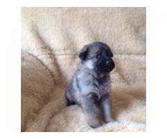 Available Sweet and attractive German Shepherd Puppies For Sale
