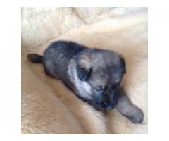 Available Sweet and attractive German Shepherd Puppies For Sale