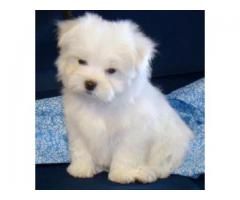 available Maltese puppies