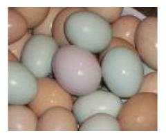 parrots and fertile parrot eggs for sale (972)843-1704