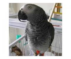Fertile parrot eggs and weaned babies for sale