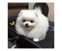 Awesome teacup pomeranian puppies ready now