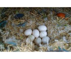 Fertile Parrot Eggs and Birds for Sale