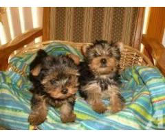 Male and Female Yorkie Puppies For Sale.