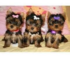 Male and Female Yorkie Puppies For Sale.