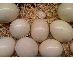 parrots and fertile parrot eggs for sale (972) 843-1704